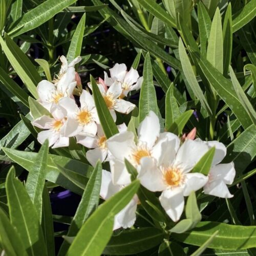 dwarf white oleander perth cream 'Sofia'